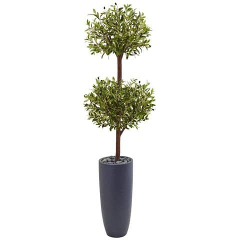 6’ Olive Double Tree in Gray Cylinder Planter | Rental 6’ Olive Double Tree in Gray Cylinder Planter | Rental