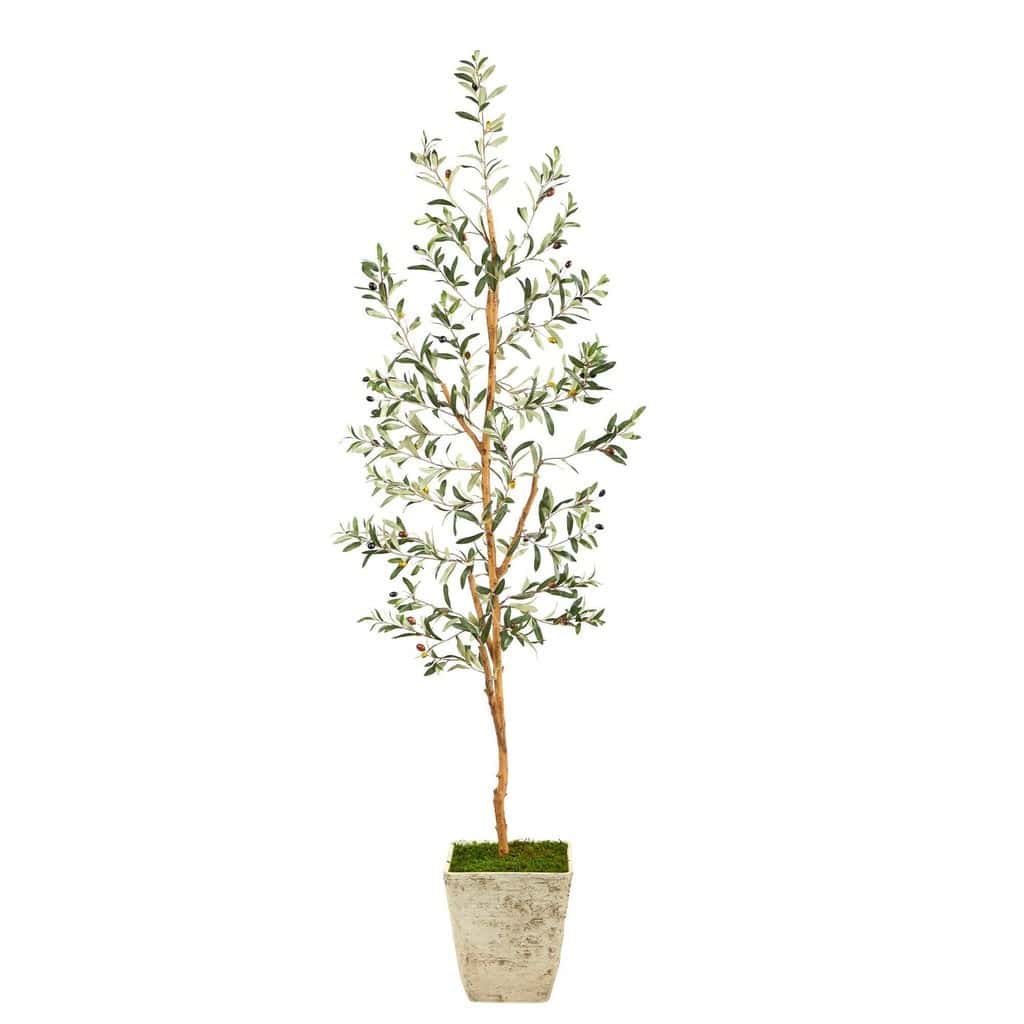 70” Olive Artificial Tree in Country White Planter | Rental 70” Olive Artificial Tree in Country White Planter | Rental